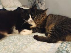 Lost Female Cat last seen Bell springs , Dripping Springs, TX 78620