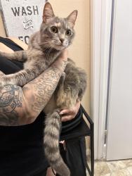 Reunited Unknown Cat last seen Baywood Square, San Jose, CA 95132, USA, San Jose, CA 95132
