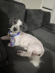 Reunited Male Dog last seen Hampton Hills cndmniums , Columbia, SC 29209