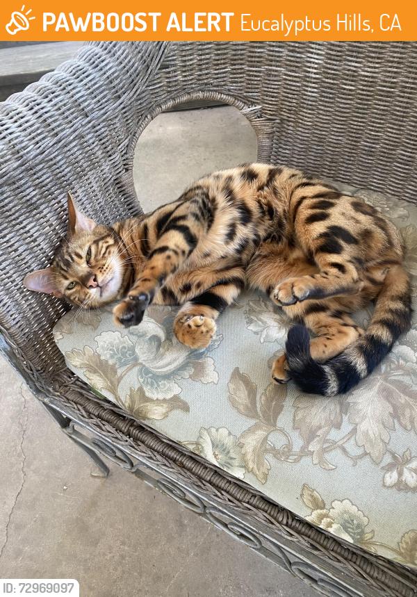 Found/Stray Female Cat last seen Mazanita, Eucalyptus Hills, CA 92040