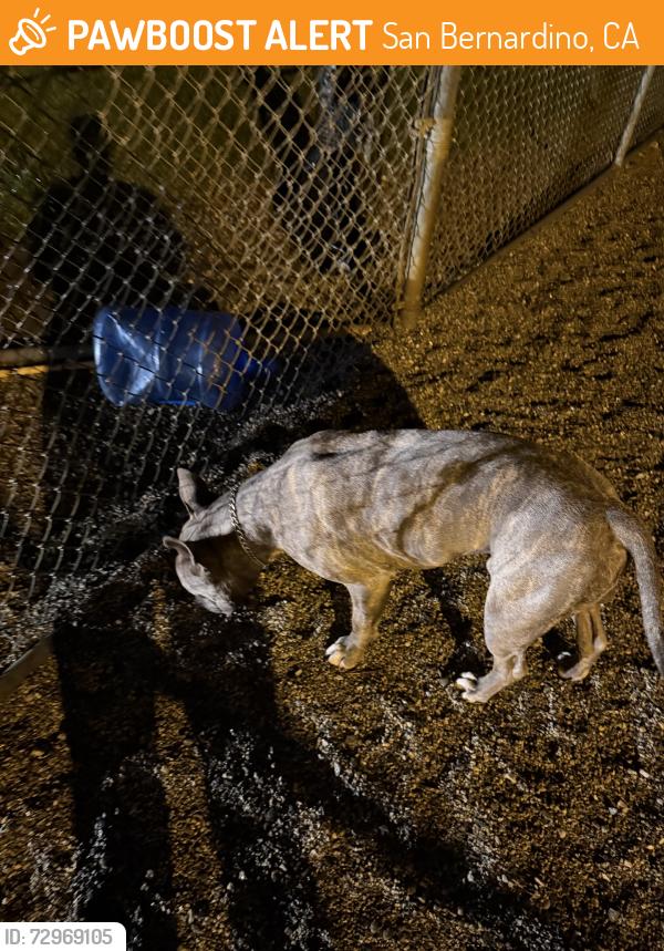 Found/Stray Male Dog last seen Waterman and 40th, San Bernardino, CA 92404