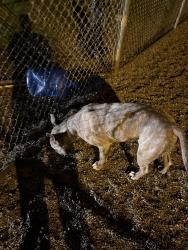 Found/Stray Male Dog last seen Waterman and 40th, San Bernardino, CA 92404