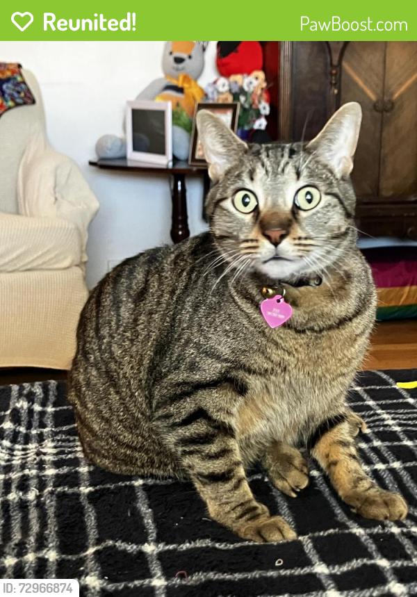 Reunited Male Cat last seen S St and Walsh East Chicago Indiana, East Chicago, IN 46312