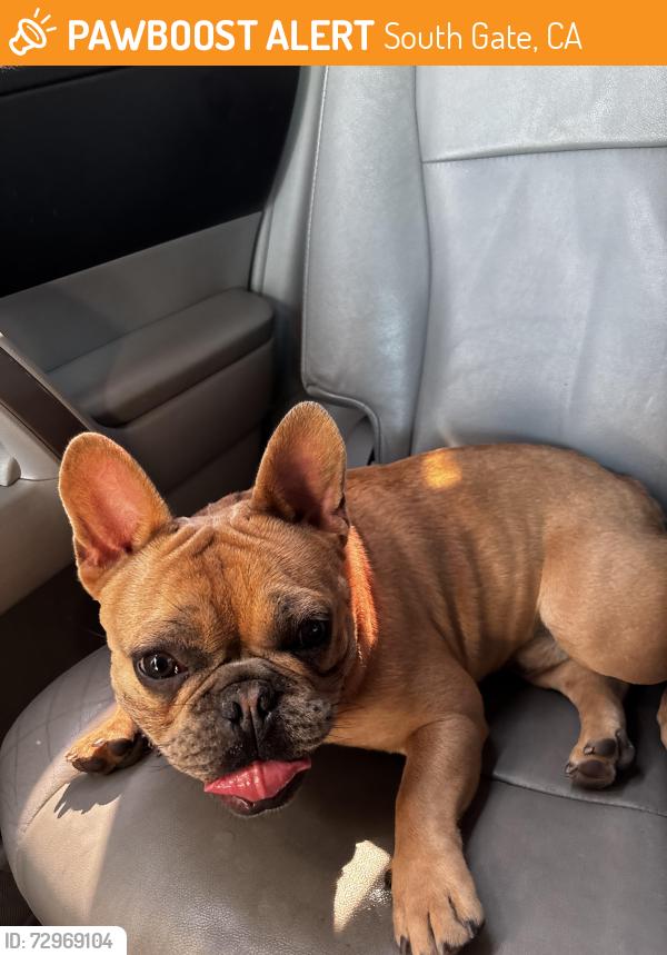 Found/Stray Male Dog last seen Wright Road South Gate , South Gate, CA 90280
