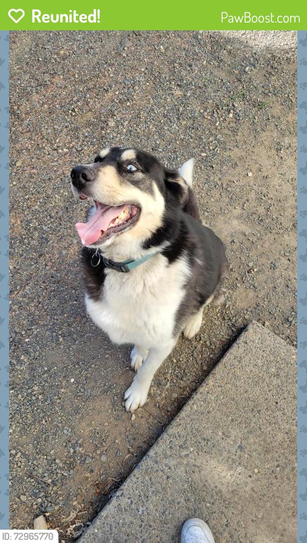 Reunited Male Dog last seen Summitview , Yakima, WA 98908