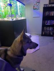 Found/Stray Unknown Dog last seen Burbank Blvd, Los Angeles, CA 91496