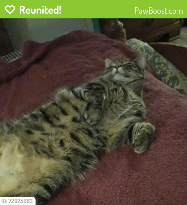 Reunited Male Cat last seen Near Brucie Court, Point Harbor, NC 27964