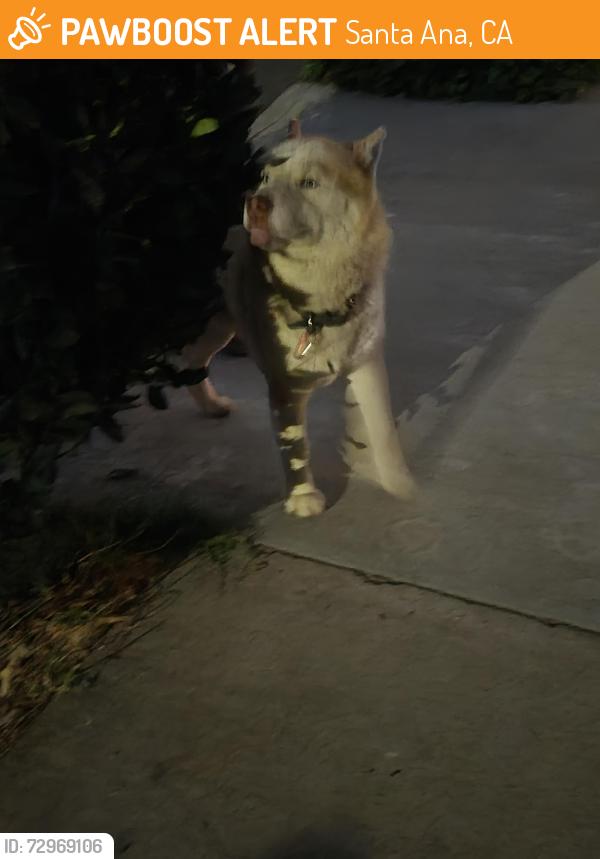 Found/Stray Male Dog last seen St gertrude/Park Dr, Santa Ana, CA 92707