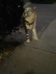 Found/Stray Male Dog last seen St gertrude/Park Dr, Santa Ana, CA 92707