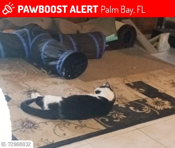 Lost Female Cat last seen Ivanhoe and Carolina, Palm Bay, FL 32907