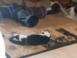 Lost Female Cat last seen Ivanhoe and Carolina, Palm Bay, FL 32907