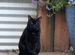 Found/Stray Unknown Cat last seen SE 23rd St, Gresham, OR 97080