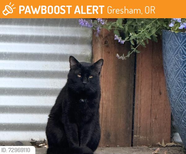 Found/Stray Unknown Cat last seen SE 23rd St, Gresham, OR 97080