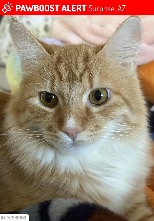Lost Male Cat last seen Citrus and Norwhich, Surprise, AZ 85387