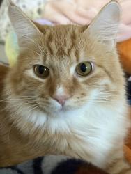 Lost Male Cat last seen Citrus and Norwhich, Surprise, AZ 85387