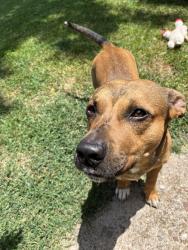 Reunited Male Dog last seen Taylor and Hillary by the empty field , Burleson, TX 76028