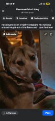 Reunited Male Dog last seen Sherman Oaks, Los Angeles, CA, USA, Los Angeles, CA 91496