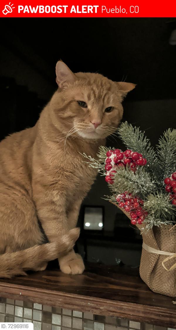 Lost Male Cat last seen Near Alma Ave, Pueblo, CO 81004
