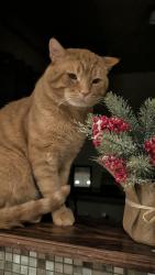 Lost Male Cat last seen Near Alma Ave, Pueblo, CO 81004