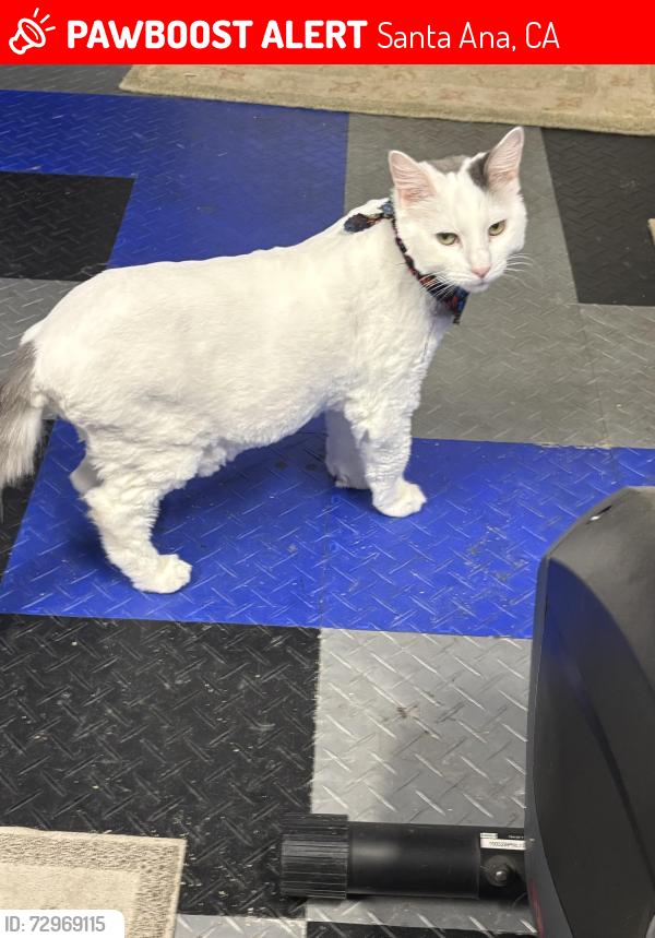 Lost Male Cat last seen Dodge & Newpot, Santa Ana, CA 92705