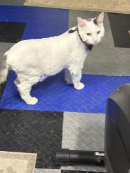 Lost Male Cat last seen Dodge & Newpot, Santa Ana, CA 92705