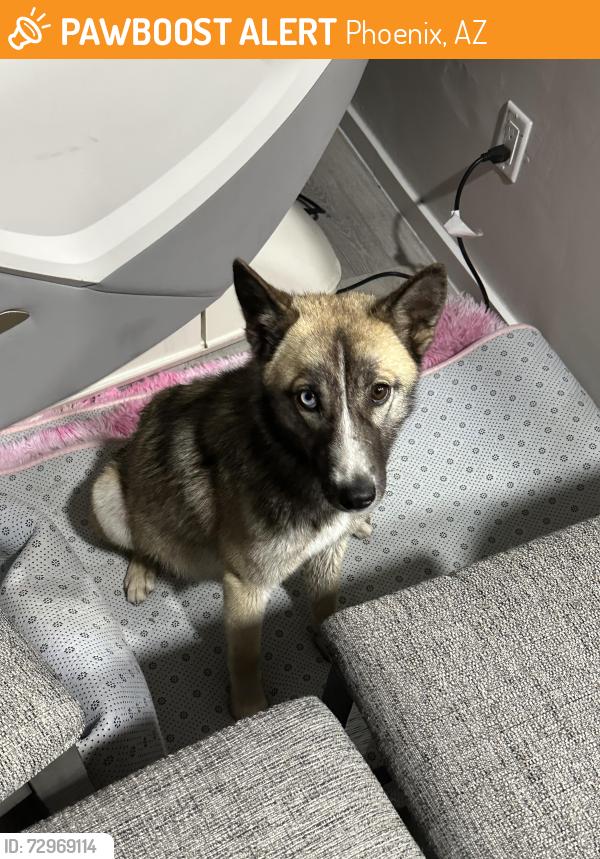 Found/Stray Female Dog last seen Central and baseljne, Phoenix, AZ 85042