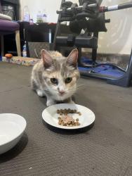 Found/Stray Female Cat last seen Ne 5200 and sumner or emerson, Portland, OR 97211