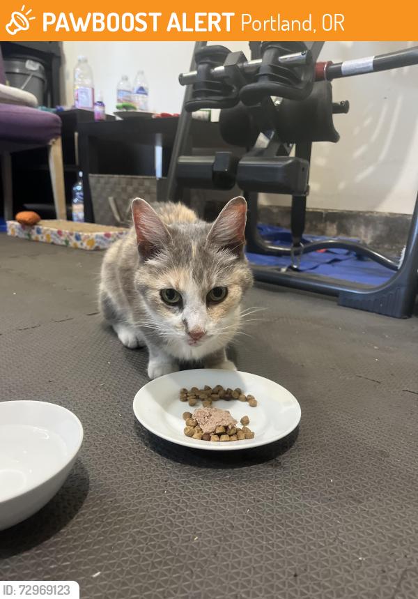 Found/Stray Female Cat last seen Ne 5200 and sumner or emerson, Portland, OR 97211