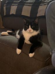 Reunited Male Cat last seen Dwight and Kelton, Pittsburgh, PA 15216
