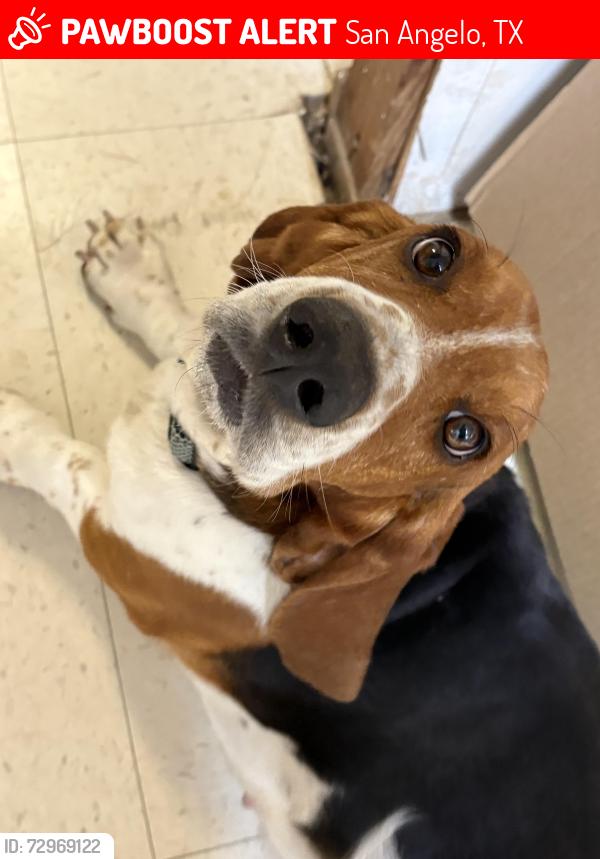 Lost Male Dog last seen G Cr Rd, N Chadbourne , San Angelo, TX 76903