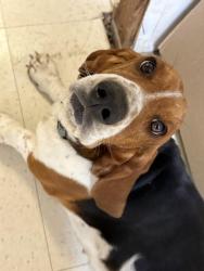 Lost Male Dog last seen G Cr Rd, N Chadbourne , San Angelo, TX 76903