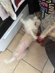Lost Male Dog last seen Near Otis St and Michigan , South Gate, CA 90280