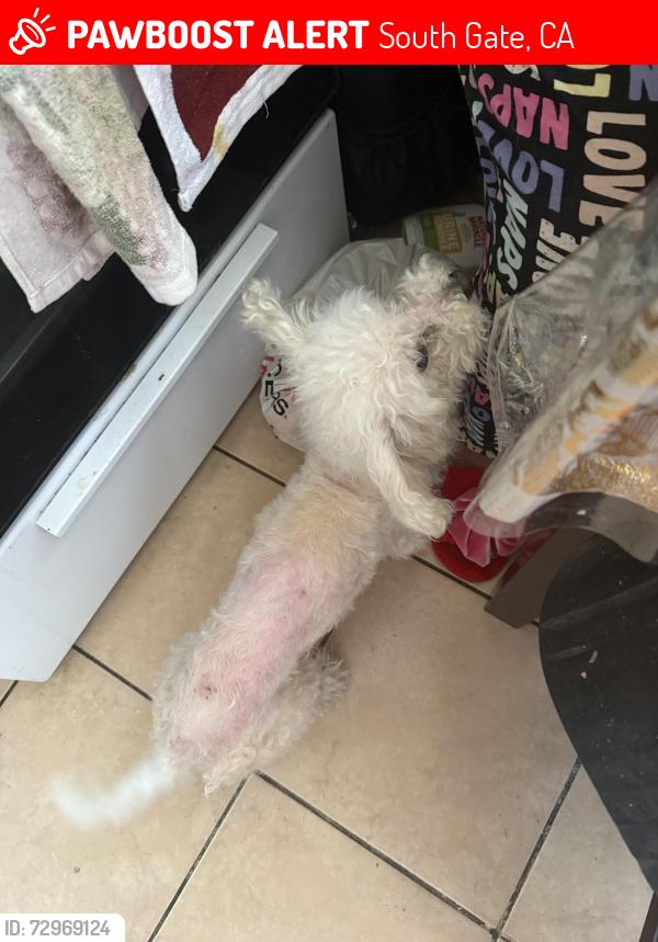 Lost Male Dog last seen Near Otis St and Michigan , South Gate, CA 90280