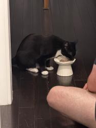 Reunited Male Cat last seen 156th St E, Greenridge, Tacoma, WA 98445