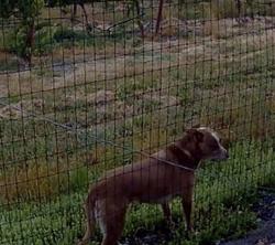 Found/Stray Female Dog last seen Faught Road, Vinyard next to Shiloh Park, Larkfield-Wikiup, CA 95403
