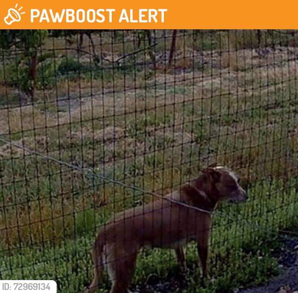 Found/Stray Female Dog last seen Faught Road, Vinyard next to Shiloh Park, Larkfield-Wikiup, CA 95403