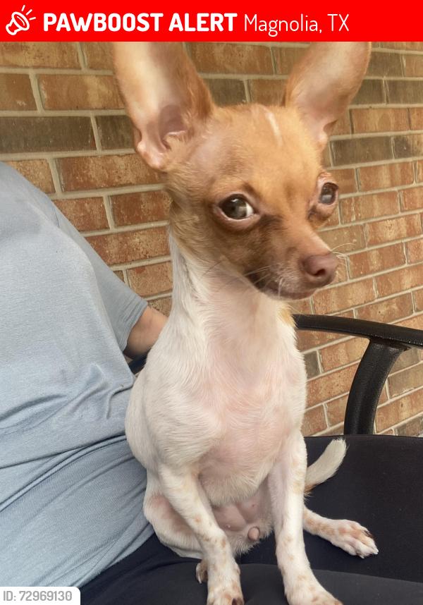 Lost Female Dog last seen Woodlane blvd, Magnolia, TX 77354