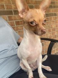 Lost Female Dog last seen Woodlane blvd, Magnolia, TX 77354