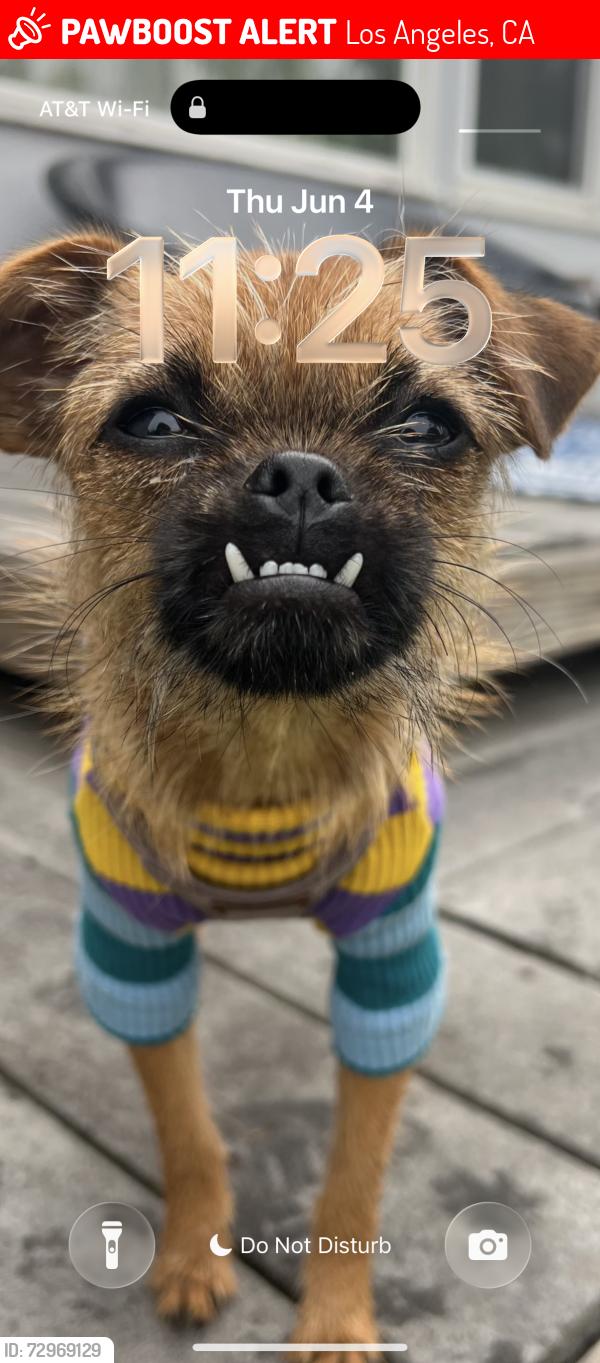 Lost Female Dog last seen Beachwood Dr between Glen Alder & Glen Tower - up the hillside, Los Angeles, CA 90068