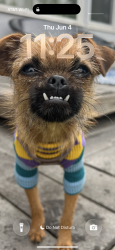 Lost Female Dog last seen Beachwood Dr between Glen Alder & Glen Tower - up the hillside, Los Angeles, CA 90068