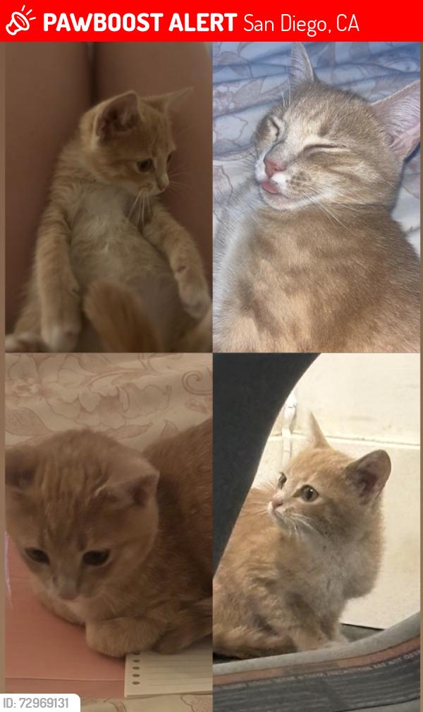 Lost Female Cat last seen Linfield Ave, Regis Ave, San Diego, CA 92120