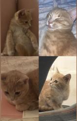 Lost Female Cat last seen Linfield Ave, Regis Ave, San Diego, CA 92120