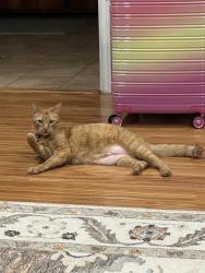 Lost Female Cat last seen Broadway and 120th, Hawthorne, CA 90250