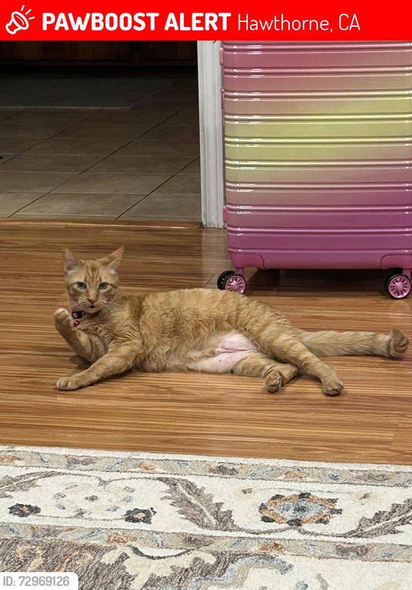 Lost Female Cat last seen Broadway and 120th, Hawthorne, CA 90250