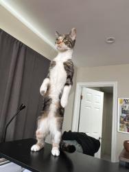 Lost Female Cat last seen Briar Grove, Conroe, TX 77301