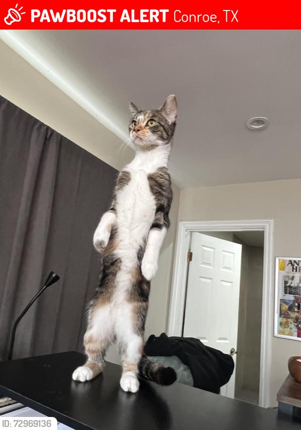 Lost Female Cat last seen Briar Grove, Conroe, TX 77301