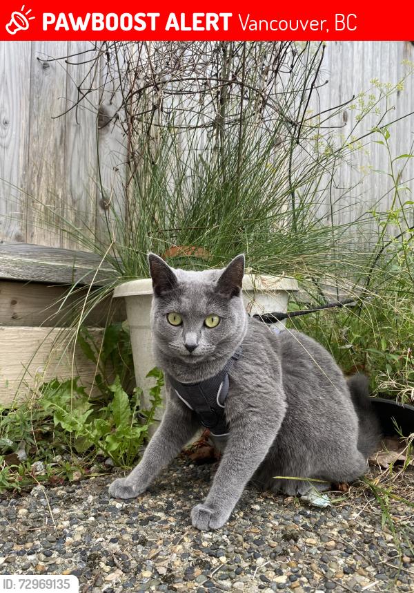 Lost Female Cat last seen 62nd Ave and Heather, Vancouver, BC 
