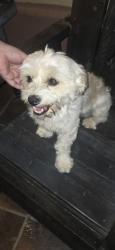 Found/Stray Male Dog last seen San Jacinto Avenue, Perris, CA 92571