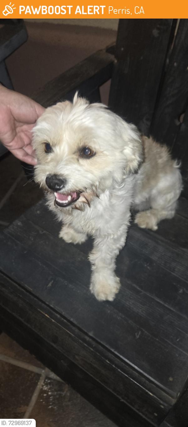 Found/Stray Male Dog last seen San Jacinto Avenue, Perris, CA 92571