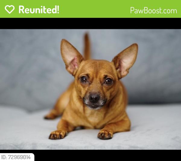 Reunited Male Dog last seen Sw 38th circle, Ocala florida, Ocala, FL 34473